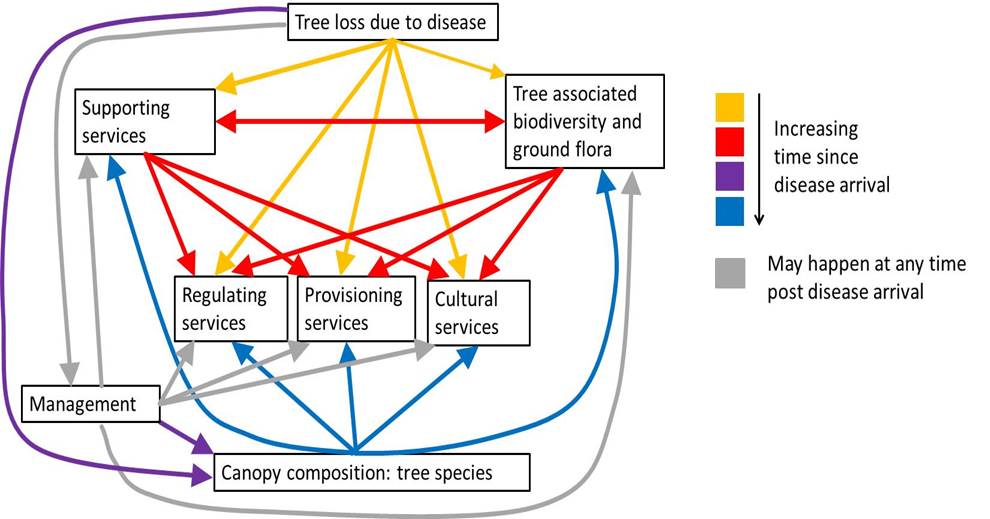 Diagram of the cascading effects of tree diseases on biodiversity and ecosystem services