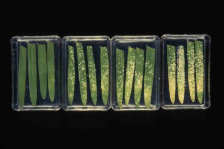Detached barley leaves cv. Golden Promise sprayed with a yeast-derived resistance elicitor 24 hours before inoculation with mildew. Photograph above shows; (far right) untreated leaves; and (left) three sets of leaves treated with various yeast-derived elicitor formulations. Elicitation of resistance is not associated with any deleterious effects on the plant and the treatment on the far left shows excellent control of mildew