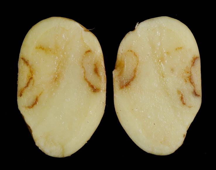 TRV 'spraing' symptoms in potato tuber