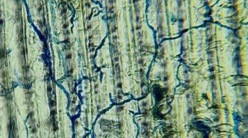 Endophytic fungi