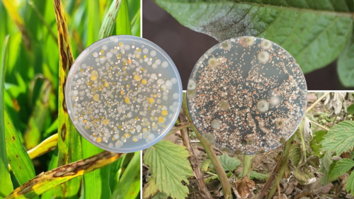 microbes