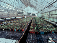 IPM Glasshouse