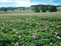 IPM Potato crop