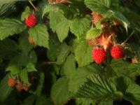 SWAY Strawberries