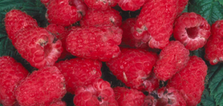 Fruit damaged by raspberry beetle, causing rejection by supermarket inspectors