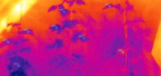 thermal image of raspberry