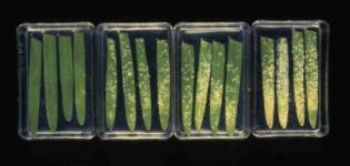 Plant protective properties of elicitors applied in a dose-dependent manner on leaves.