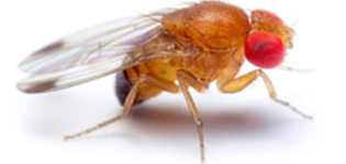 Drosophila suzukii