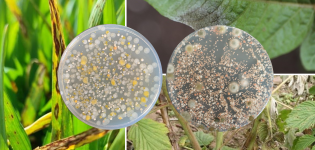 Leaf washes showing diverse microorganisms (left: bacteria; right: fungi and yeasts) cultured from various crops.