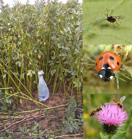 Aphid infested bait plants (open versus bagged) to assess natural enemy activity in field beans