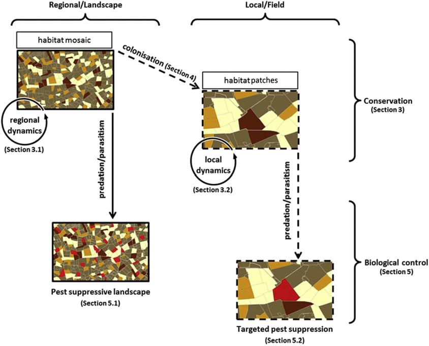 Box 1. A framework describing conservation biological control