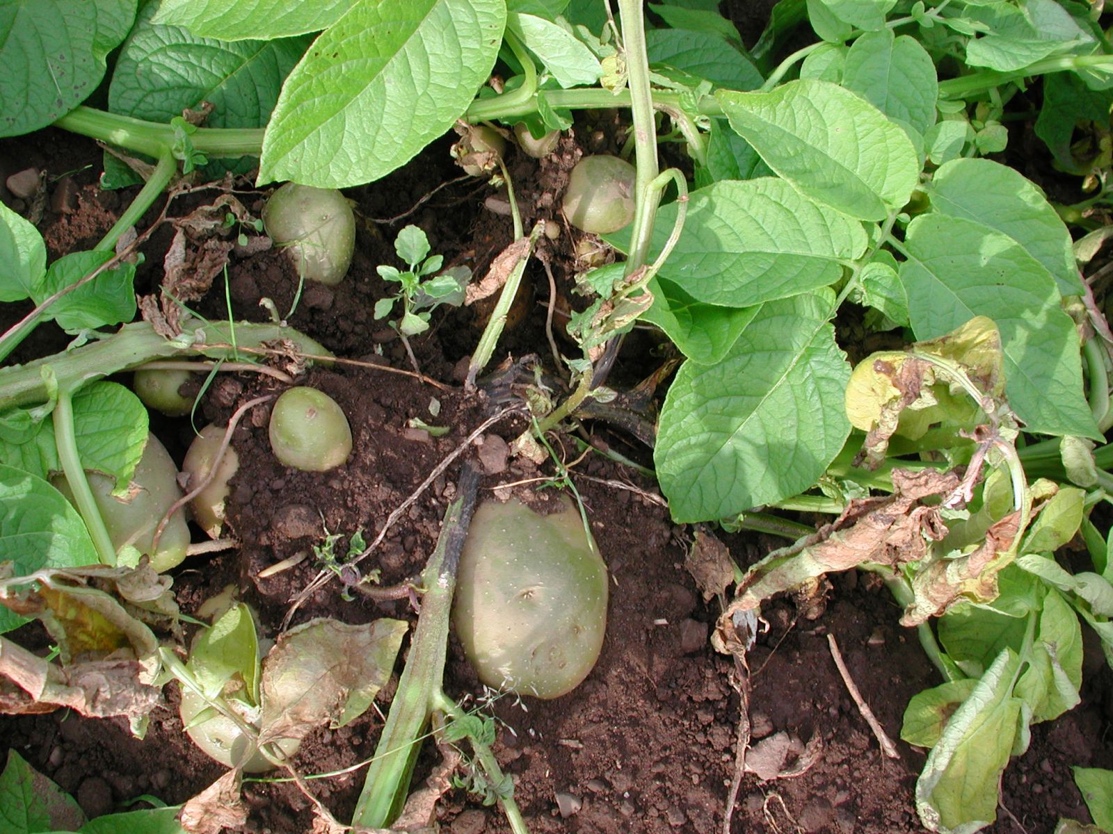 Blackleg on potato stems