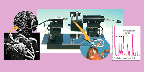 Electroantennogram linked to Gas Chromatogram and Mass Spectrometer (EAG-GC-MS; this separates and identifies volatile components of the floral blend which stimulate the pest's antennae) to identify the key flower volatiles from a complex blend of >100 floral compounds emitted by newly opened host flowers. 