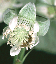 Adult feeding on flower stamens