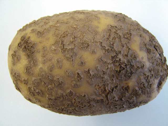 Powdery scab on a potato tuber