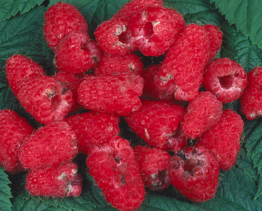 Fruit damaged by raspberry beetle, causing rejection by supermarket inspectors