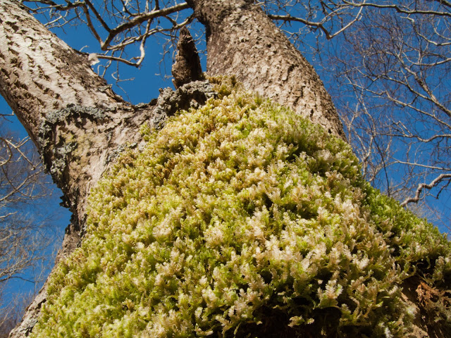 lichen
