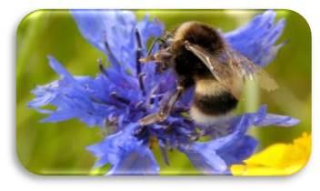 Bumble bee on flower Bumble bee on flower