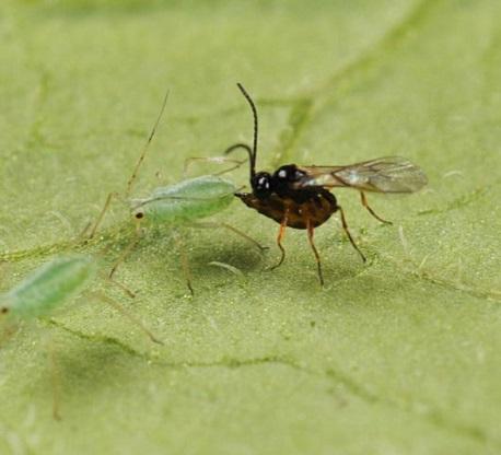 Parisitoid wasp ovipositing in an aphid Parisitoid wasp ovipositing in an aphid