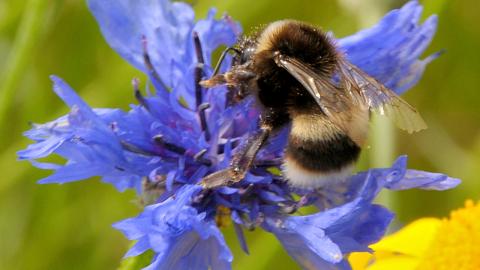 Pollinators