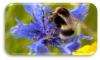 Bumble bee on flower Bumble bee on flower