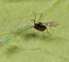 Parisitoid wasp ovipositing in an aphid Parisitoid wasp ovipositing in an aphid