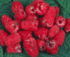 Raspberries damaged by beetle Raspberries damaged by beetle