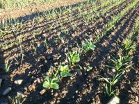 Crop deployment