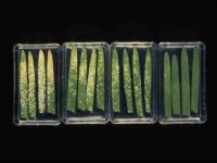 Crop protection