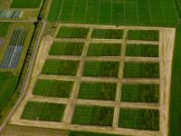 Rotation and tillage