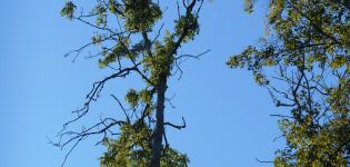 dying ash tree