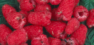 Fruit damaged by raspberry beetle, causing rejection by supermarket inspectors