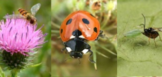 Hoverflies, ladybird and parasitoid wasp.