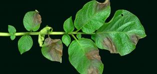 Late blight IPM research: impacts on science, economy and environment